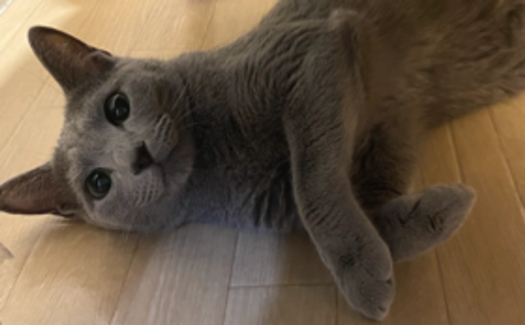 心からの感謝のメール&アッシュの動画データ