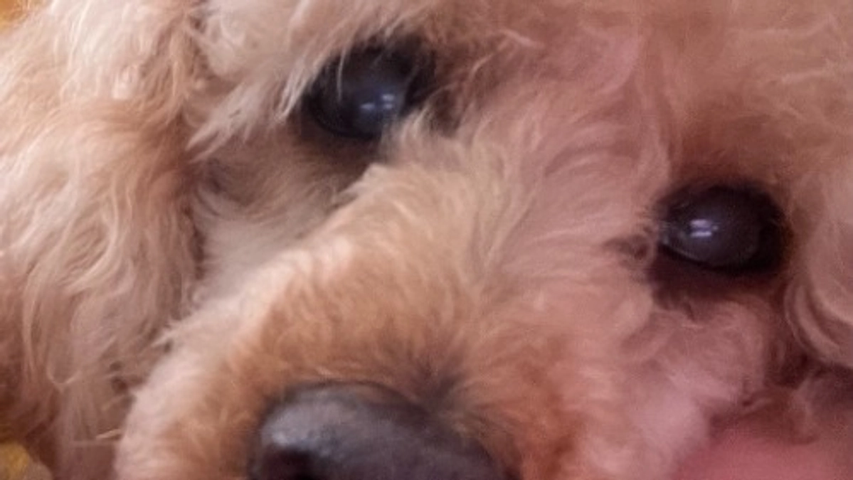 両目があった頃のテディも共有いたします。