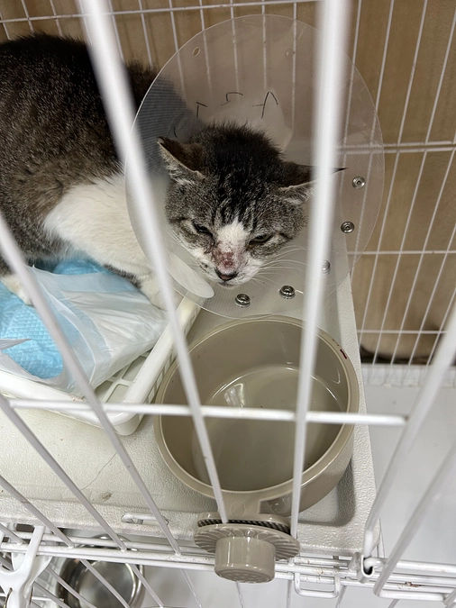 告知！JR津田沼でチラシ配ります