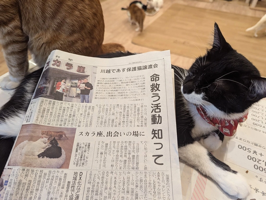 ２月８日９日は４カ所で保護猫譲渡会を開催しました。