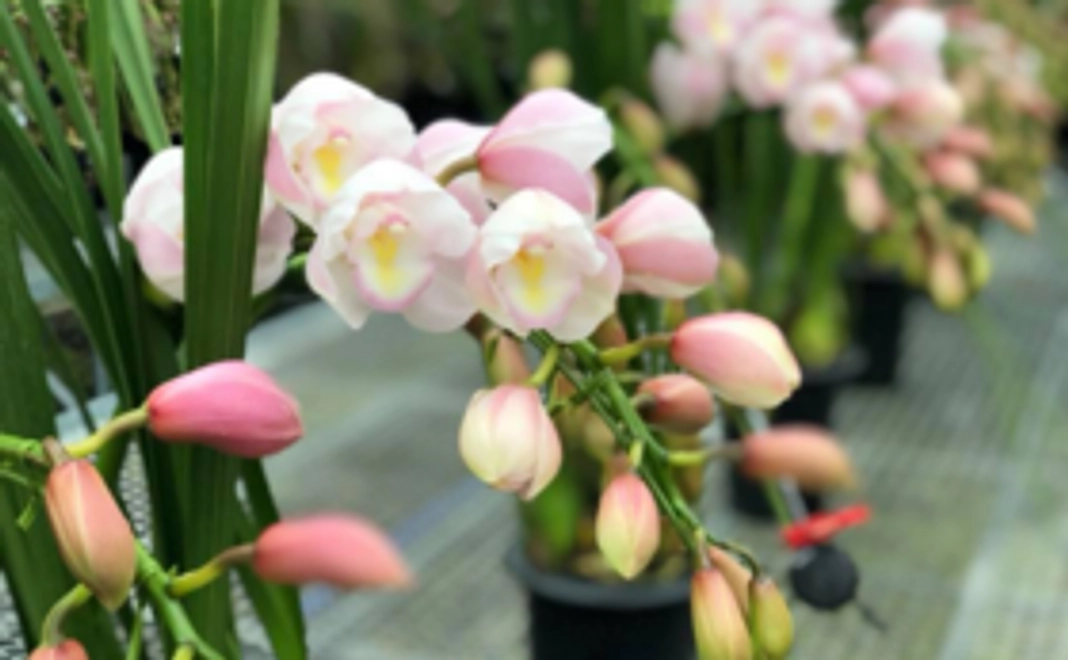 シンビジウム苗（1鉢）とお礼と活動レポートメール