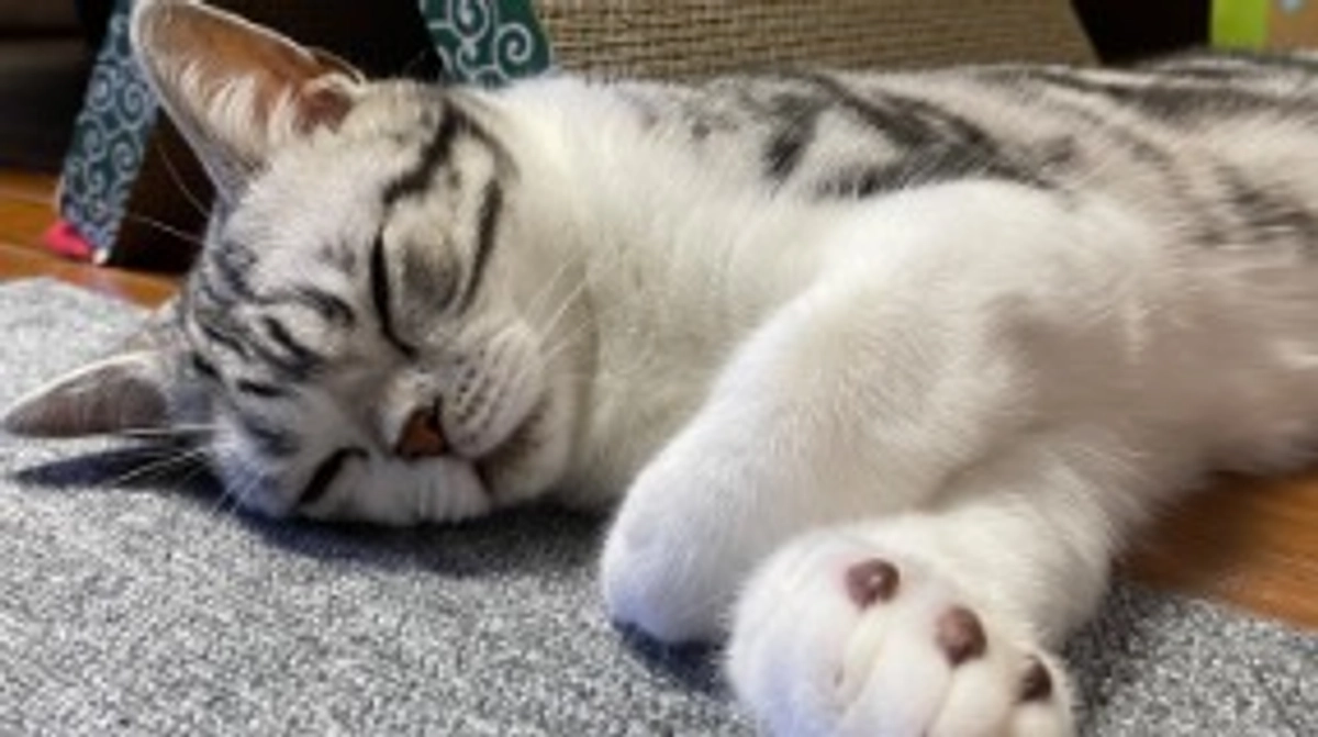 クラウドファンディング成立のご報告