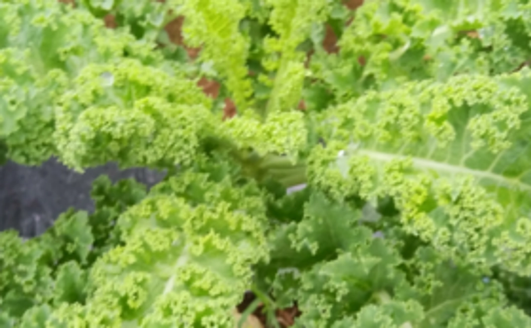 【リターン】フリルケール1キロのお届け