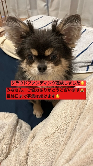 プロジェクト終了まで残り34時間　無事プロジェクト達成致しました　活動報告24回目