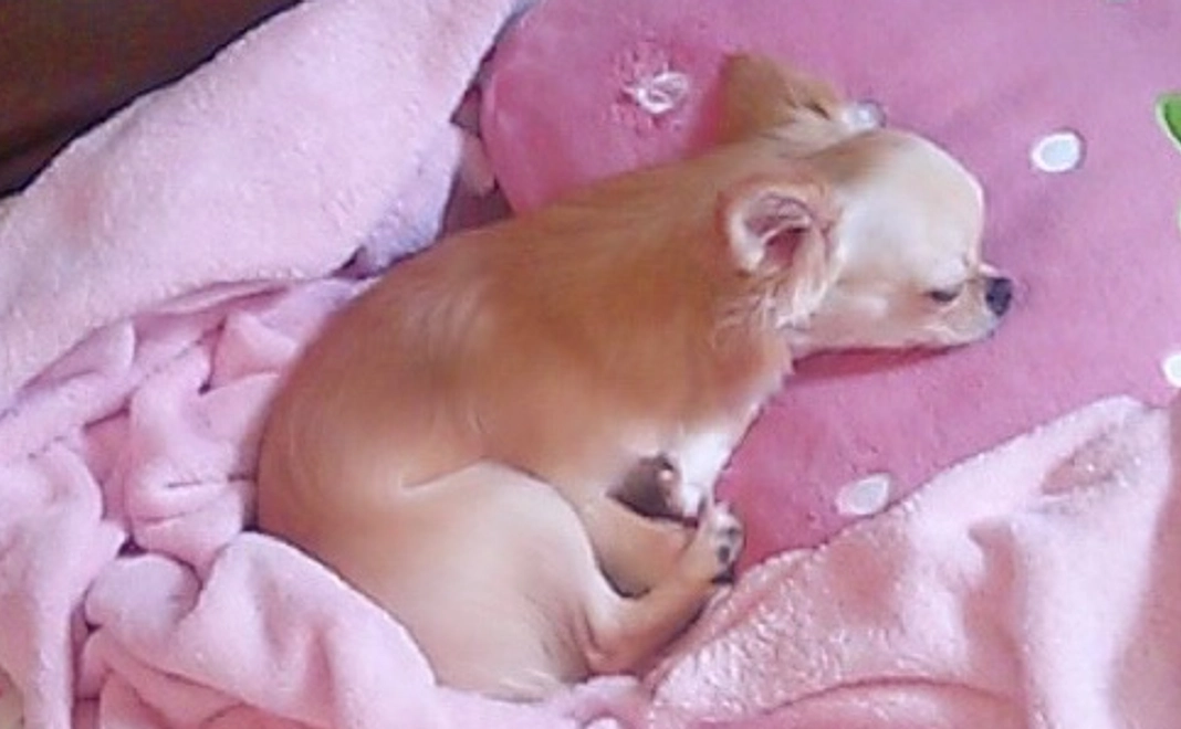 華をたすけてください  2