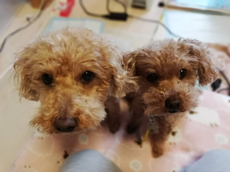 今日は術前検査があります。