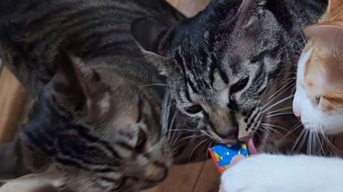 楓日記(10月18日)🍀クラウドファンディング終了まで残り５０時間🍀