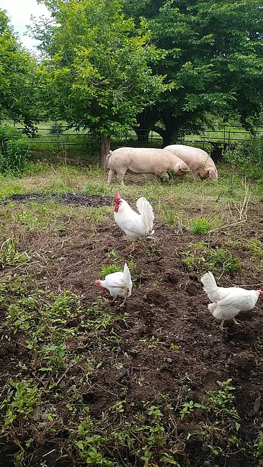 ぶーぶとこっこ