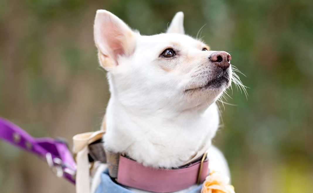 毎月5000円コース