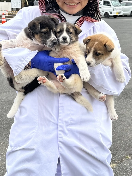 子犬の収容が、、、とのことで