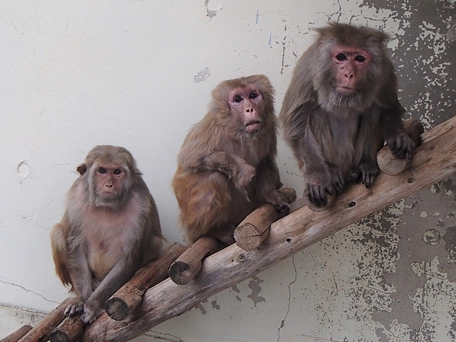 サルワールド再整備に関するインスタライブ（実施済み）です！Vol.8