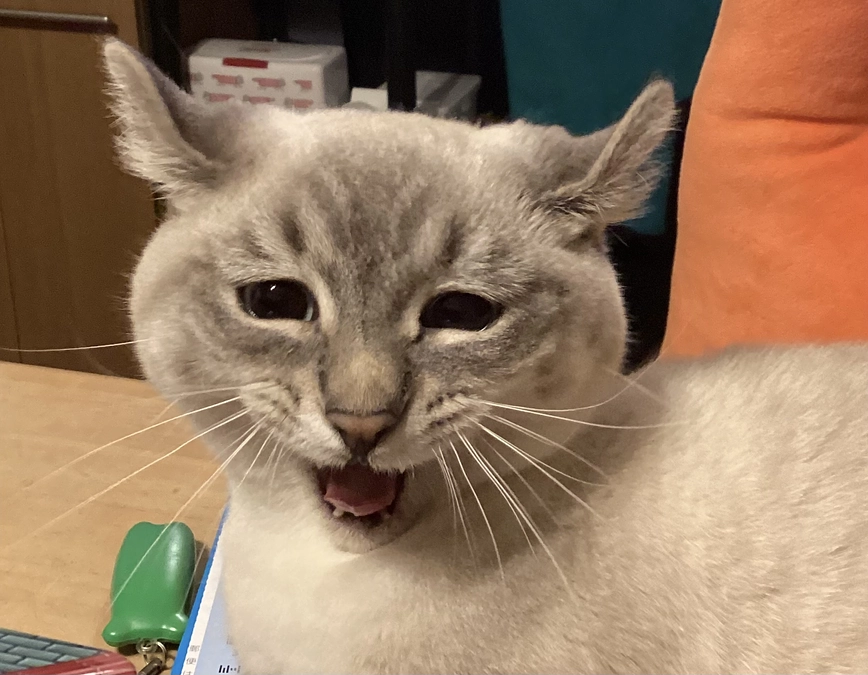 ６月５日　公開日