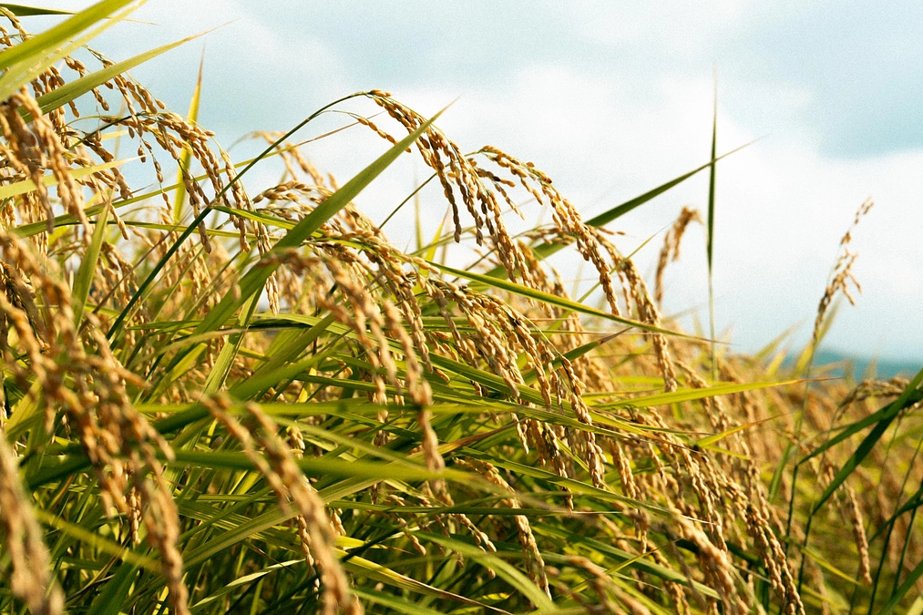 プロジェクトが成立しました！