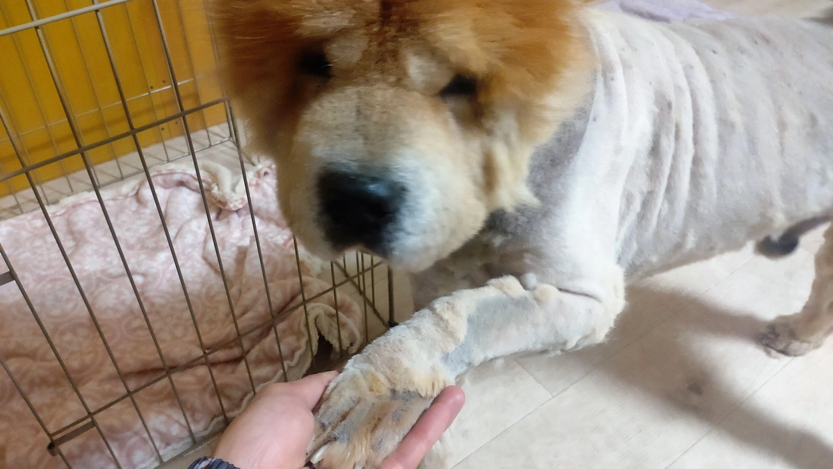 玉ちゃんの手術も無事終わり･･･