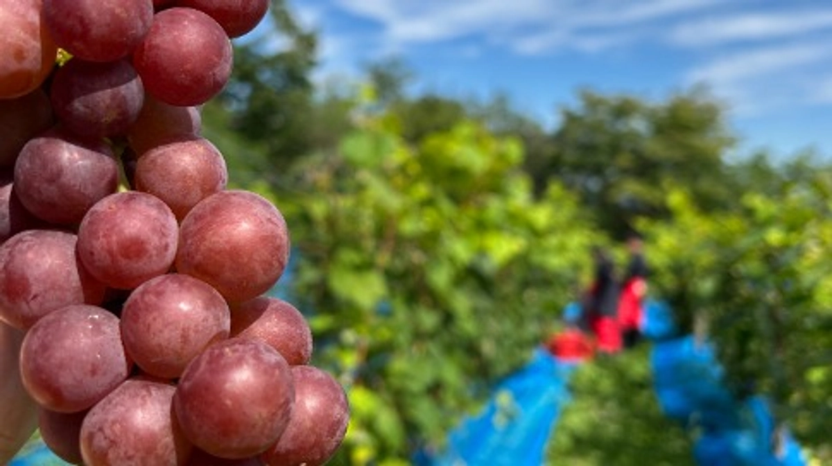 ブドウ（旅路）収穫！！