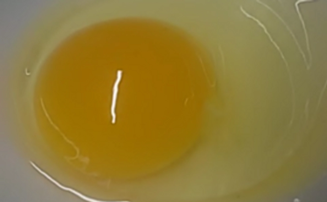 新米の新米で食べる、日本一幸せな鶏の卵！