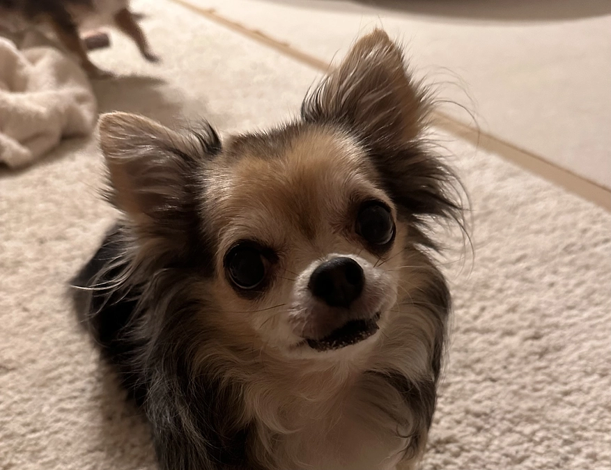 ららのクラウドファンディングもスタートしました