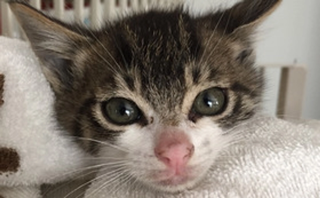 との応援コース：500