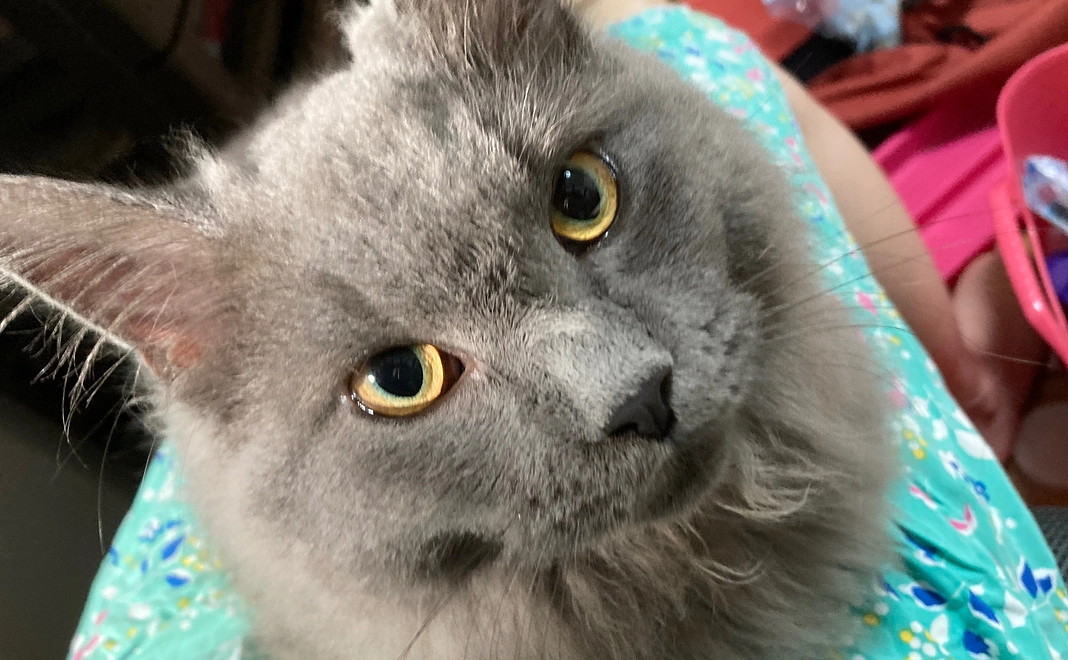 なつめからの感謝（1000円）