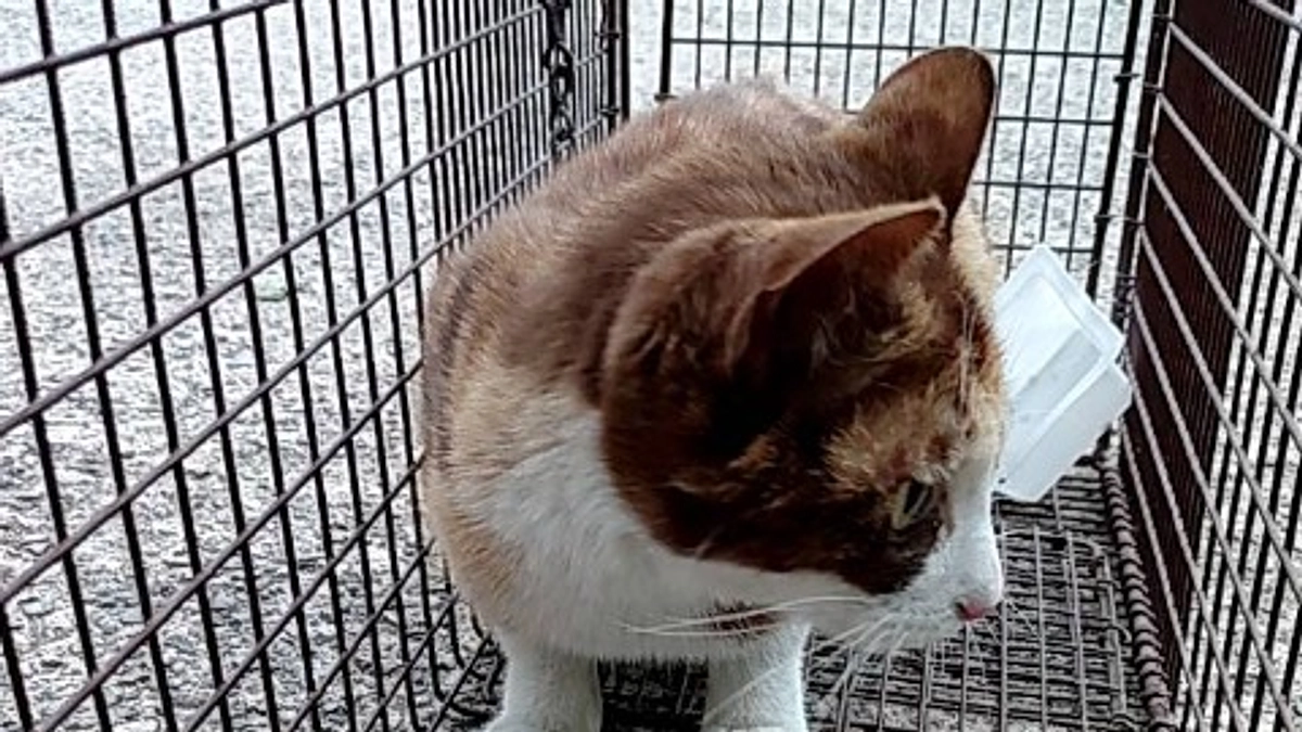 呼び名はこむぎちゃん