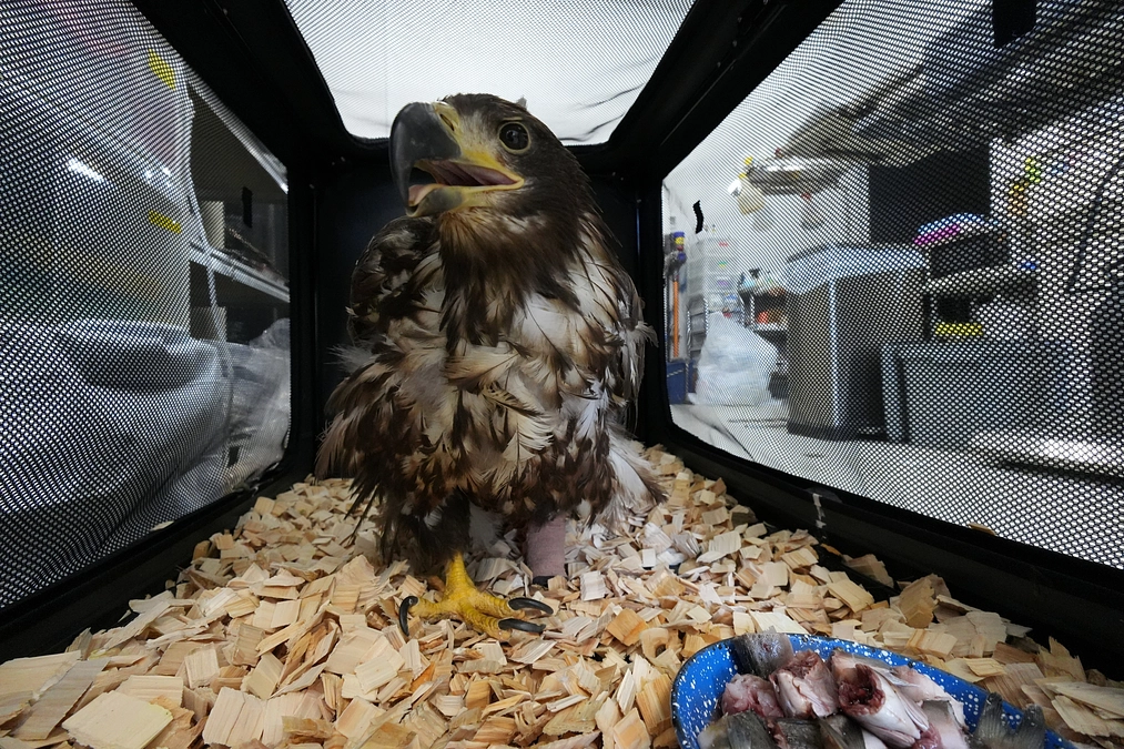 食べたいのはこれじゃないよぉ　ちょっとワガママになってきた“ちとせちゃん”