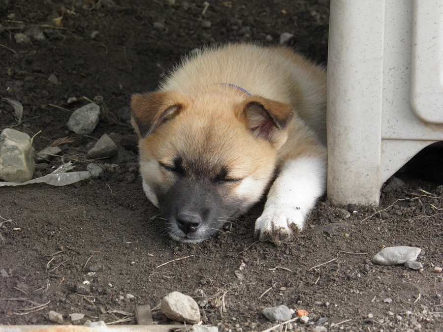 こたろうの数だけいただいた代理支援