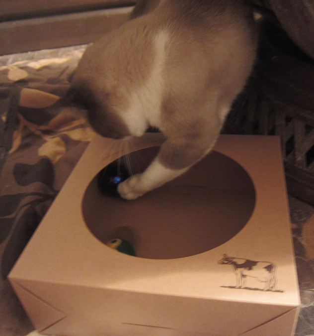 5月22日／クラウドファンディング挑戦の募集期間終了