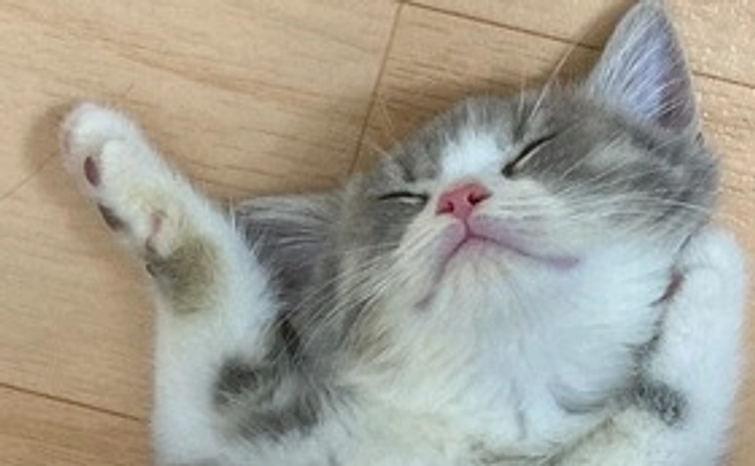 【ワンコイン応援】お礼のメール