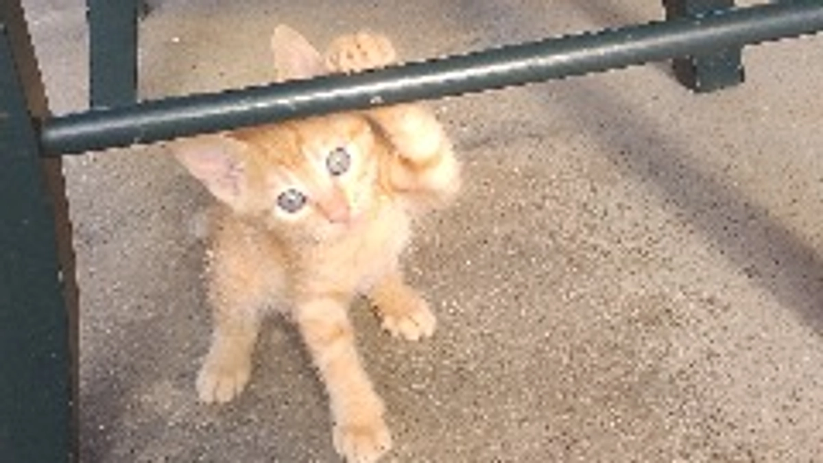 野良猫不妊去勢をボランティアに登録しました。。