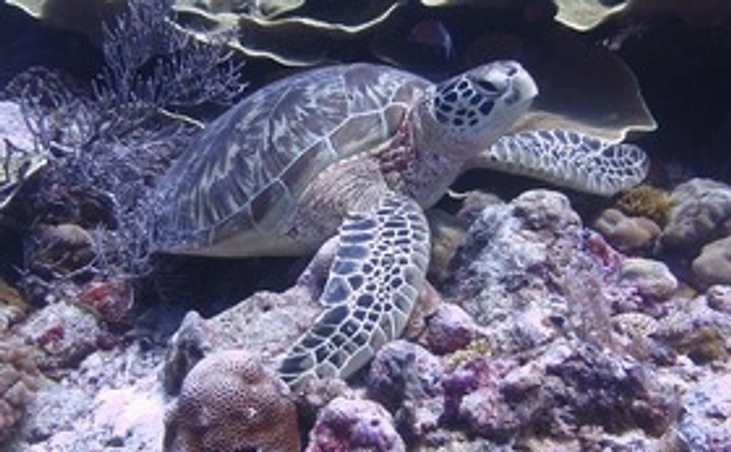 綺麗な海に！パラオダイビング協議会応援ウミガメコース