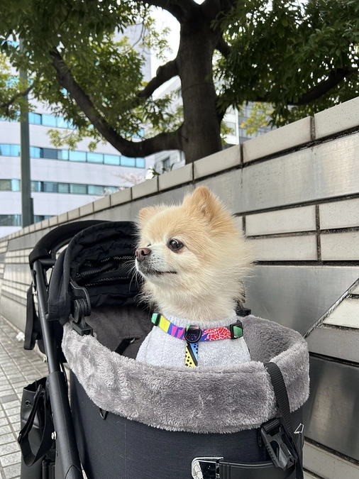 50/59‪ ☆ 雨上がりの看板息子！？