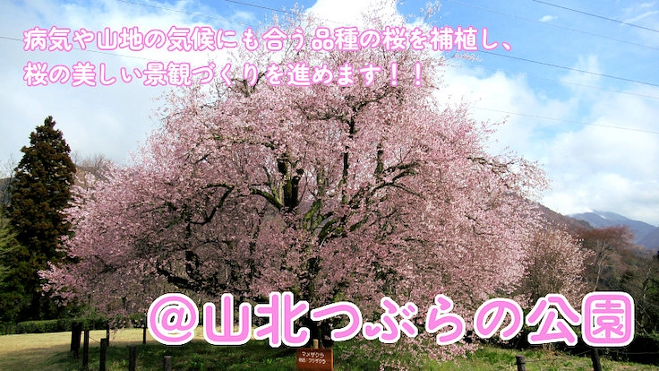 公園の桜守プロジェクトin神奈川～公園の桜を次世代に繋げたい～ 4枚目