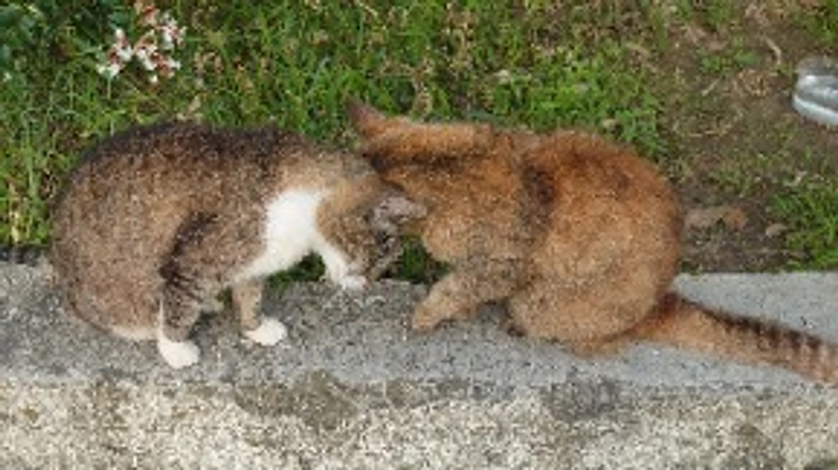 昨夜の餌やり。