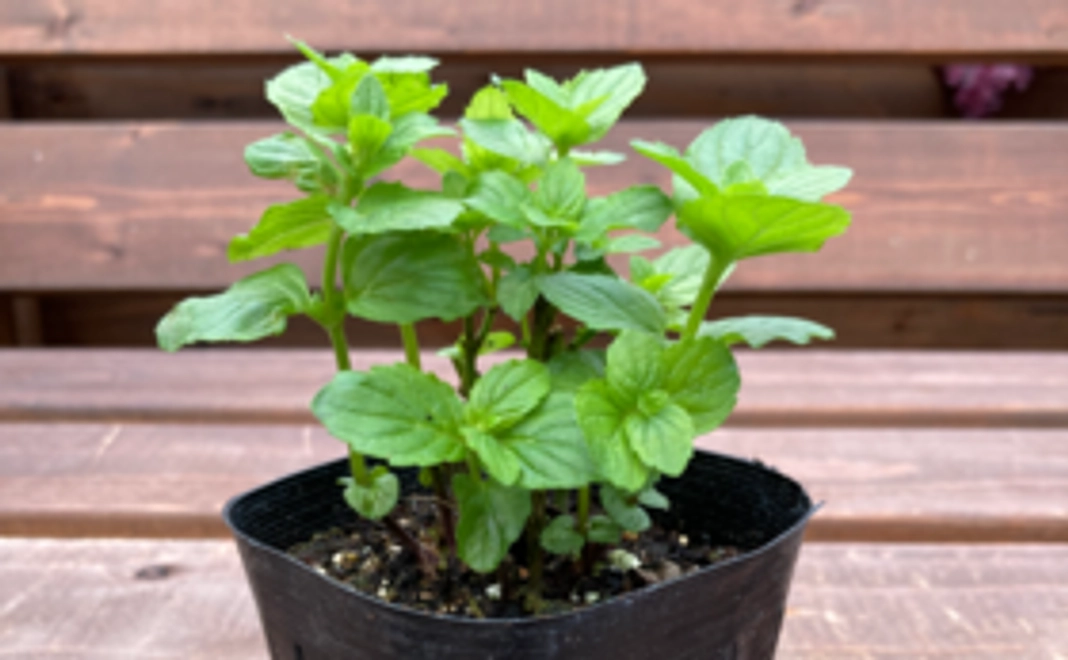 花と植物コース　1000円