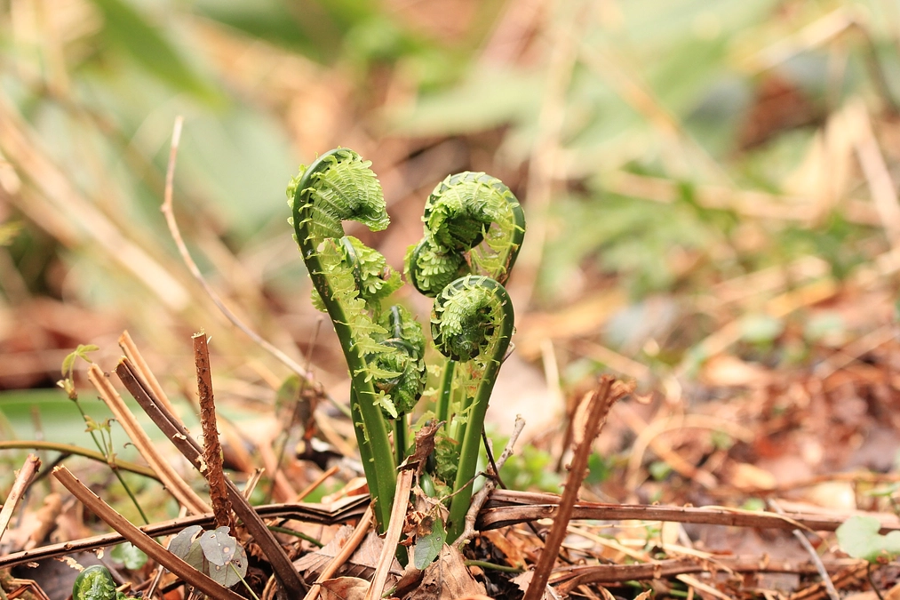 アファンの森の恵み