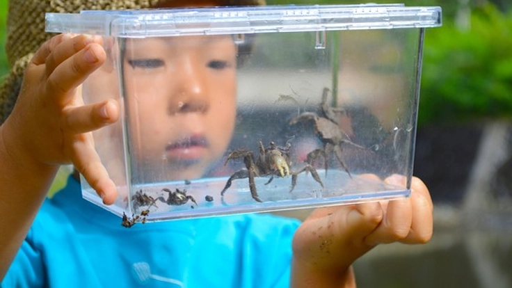 小笠原諸島に森のようちえんを開園するために講演会を開催したい
