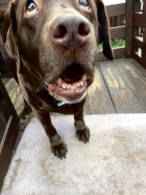 看取りボランティア「うた」のブリーダーレスキューで感じたこと