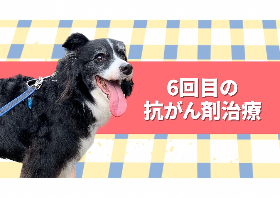 抗がん剤治療6回目