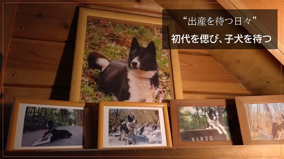 “出産を待つ日々”   初代を偲び、子犬を待つ