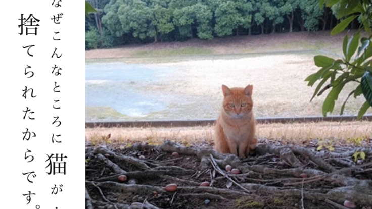 愛知県東三河最大の「猫捨て場」にいる猫100匹を見捨てない！