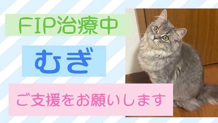 FIP闘病中のむぎを助けてください！！