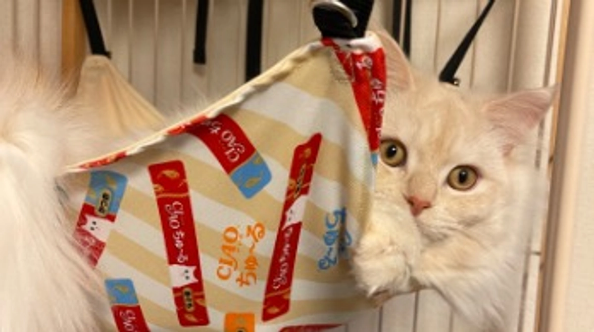 今日のトキ☀️☁️☔️