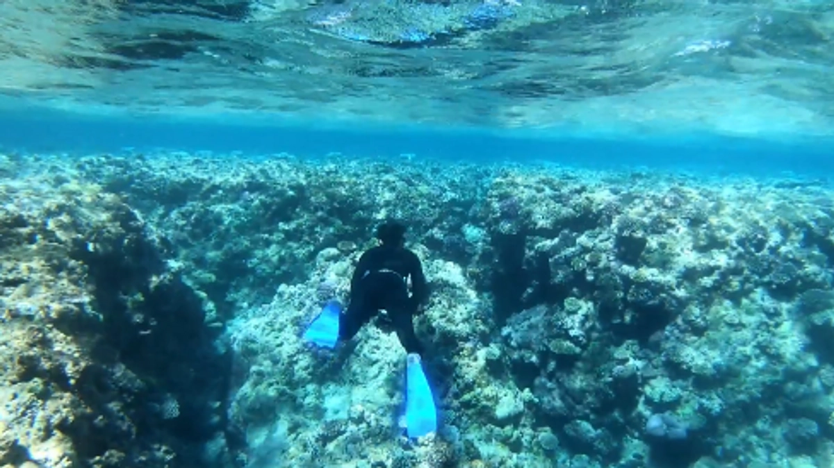 サンゴ礁の「今」を調査！（その1）