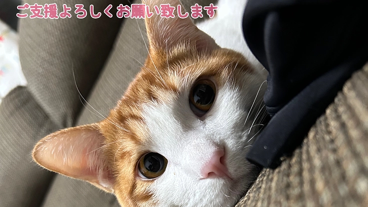 飼い猫が猫伝染性腹膜炎( FIP )を患いました