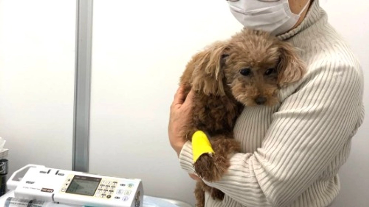 【残り10日！】シニアドッグ・サポーター制度とネクストゴールにかける想い（前編）