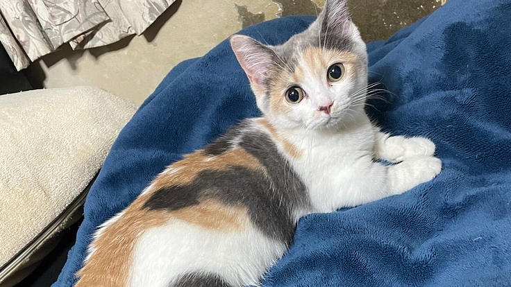 FIPの治療、生後4か月の小さな命を助けてください