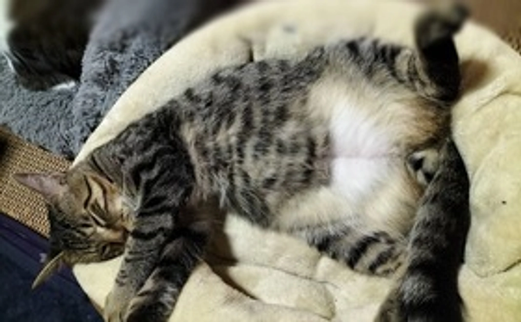 協力支援金3000円