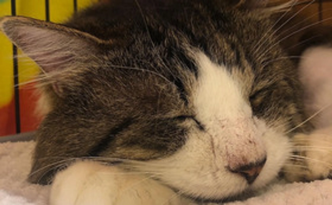 お礼と活動報告メール③