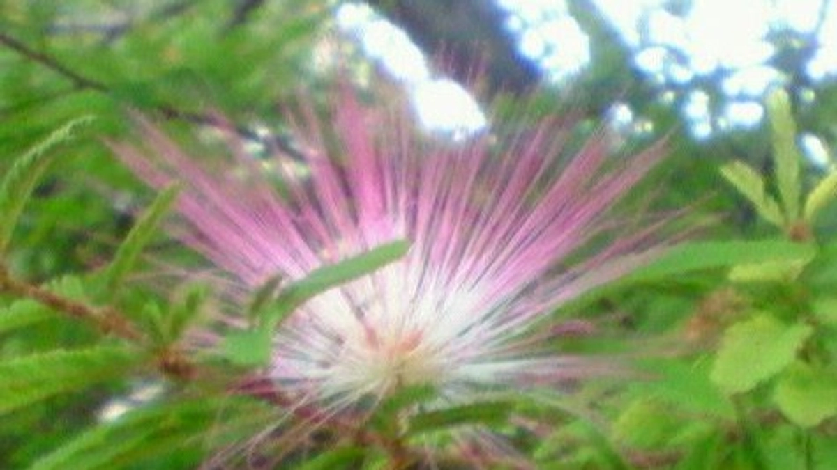 応援メッセージ①