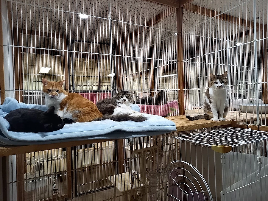 守りたかったな。